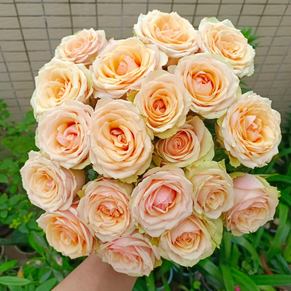 Diwyna Rose
