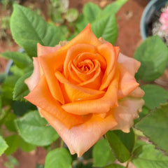 Diya's Fire Rose