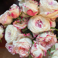 Dolce Summerhouse Rose