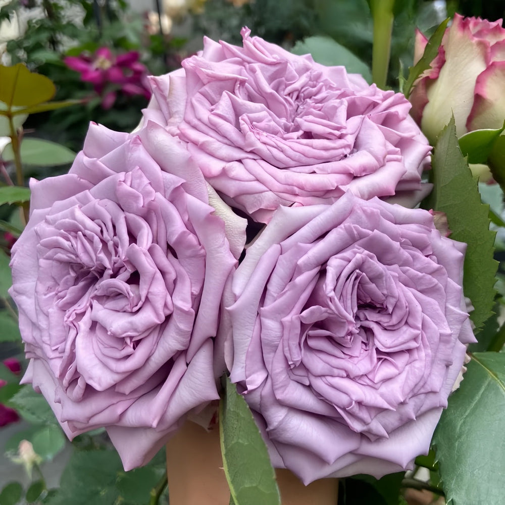 Dolcetto Rose