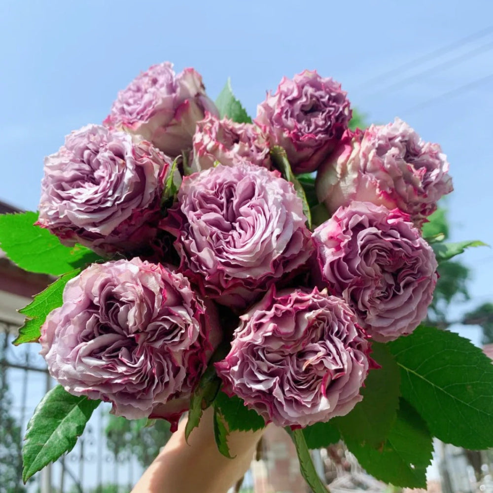 Dolcetto Rose
