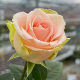 Doris Day Rose