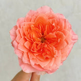 Dragonfly Rose