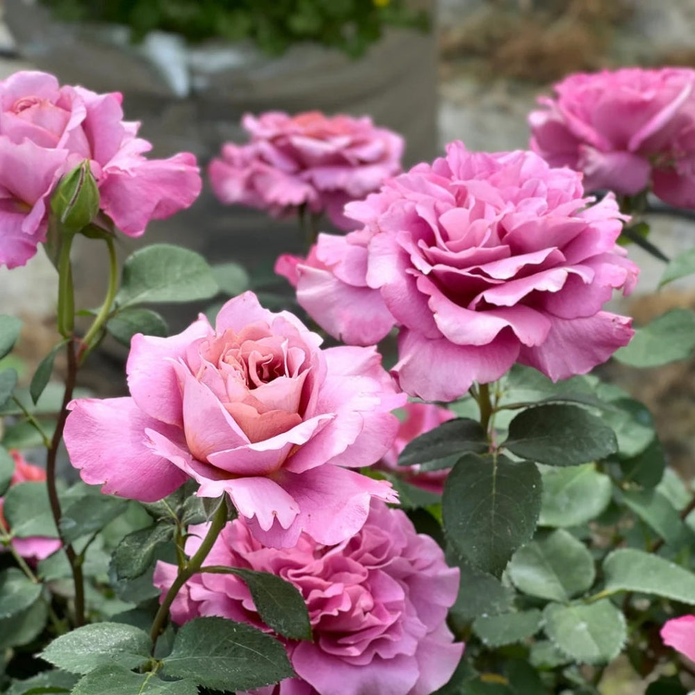 Drape Rose