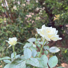 Dressy Rose