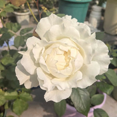Dressy Rose