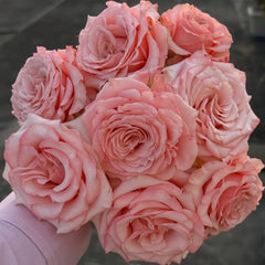 Dulzet Rose