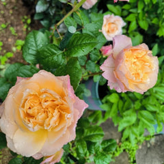 Edith Rose