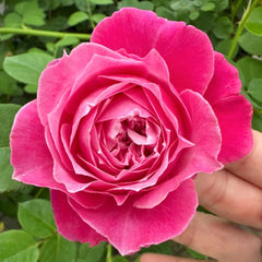 Ehon no Bara Rose