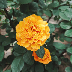 Endless Summer Rose