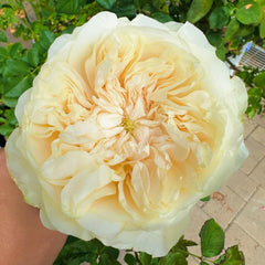 Enid Rose
