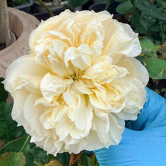 Enid Rose