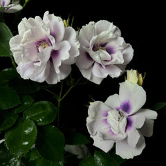 Eyes for You Rose