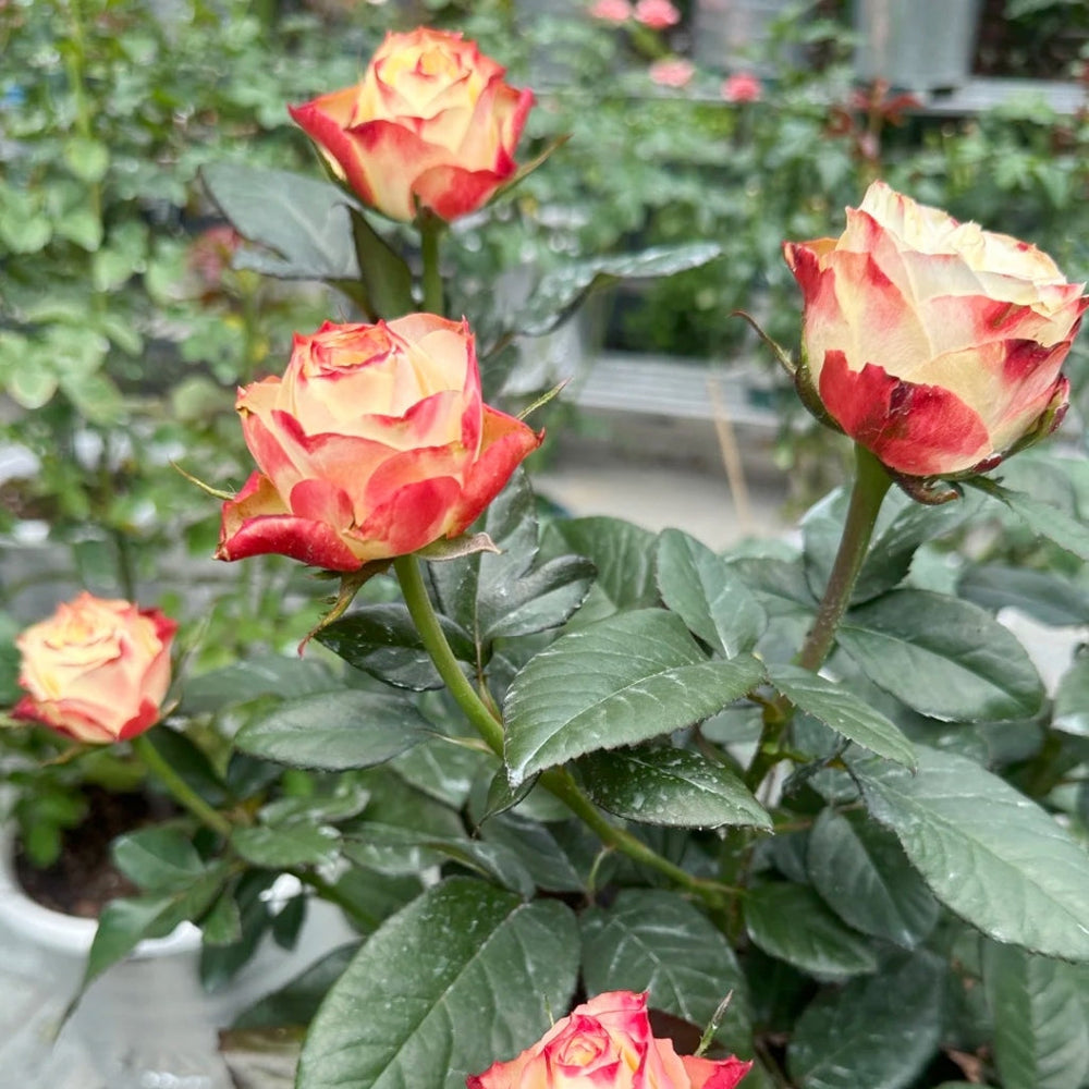 Fairy Queen Rose