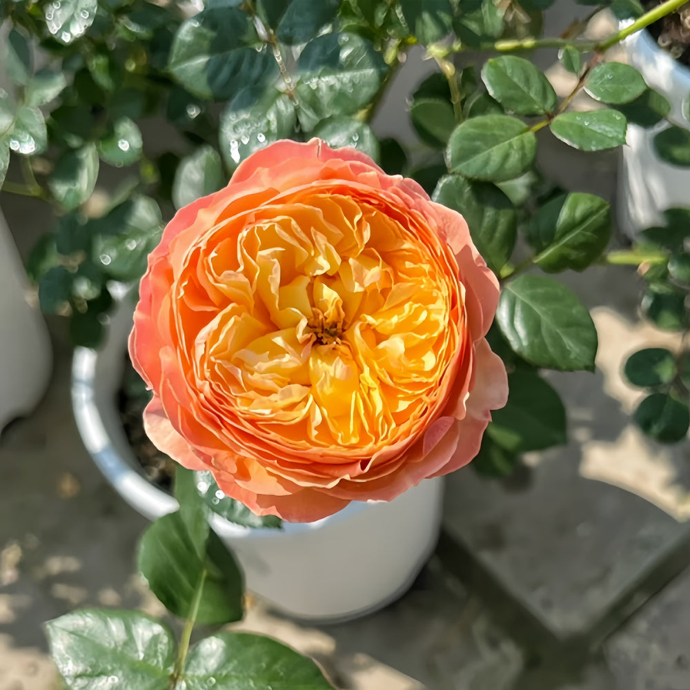 Fat Apricot Rose