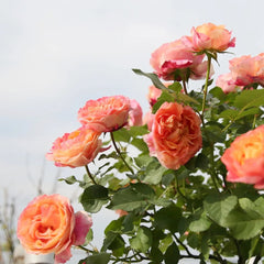 Fire X-pression Rose