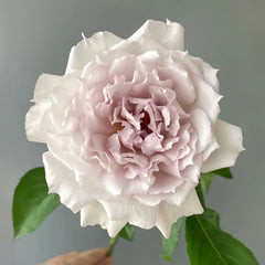 Floating Moon Rose