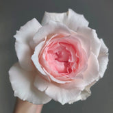 Flow Rose