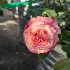Fragrant Delicious Rose