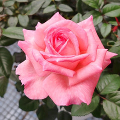 Fragonard Rose