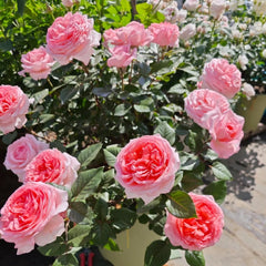 Fragonard Rose