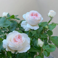 Fragrant Snow Rose