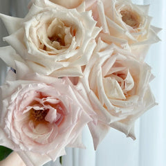 Fruit Aroma Rose