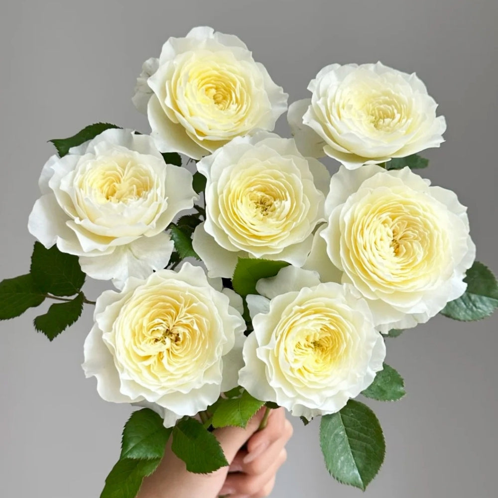 Fuguang Rose