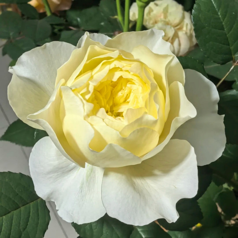 Fuguang Rose