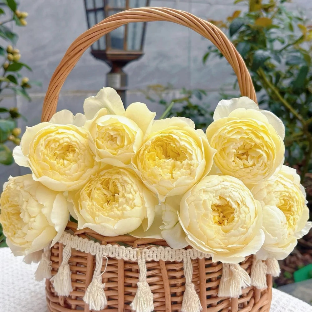 Fuguang Rose