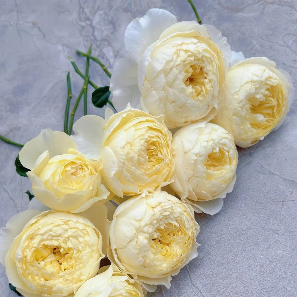 Fuguang Rose