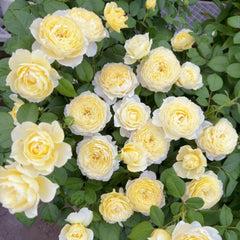 Fuguang Rose