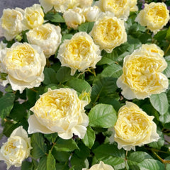 Fuguang Rose
