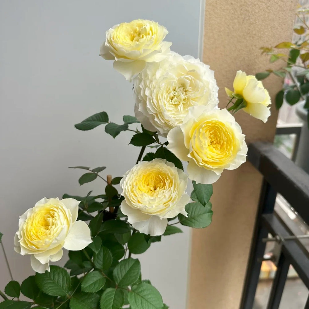 Fuguang Rose
