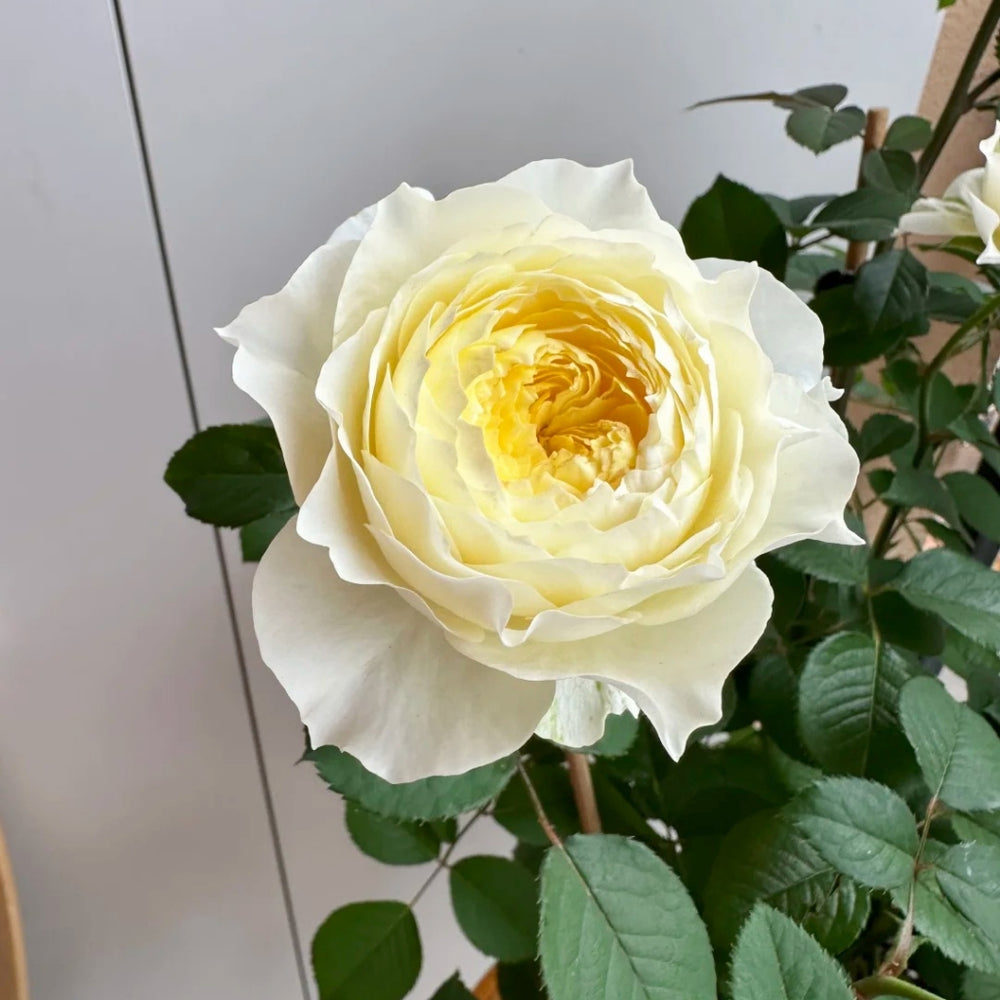 Fuguang Rose