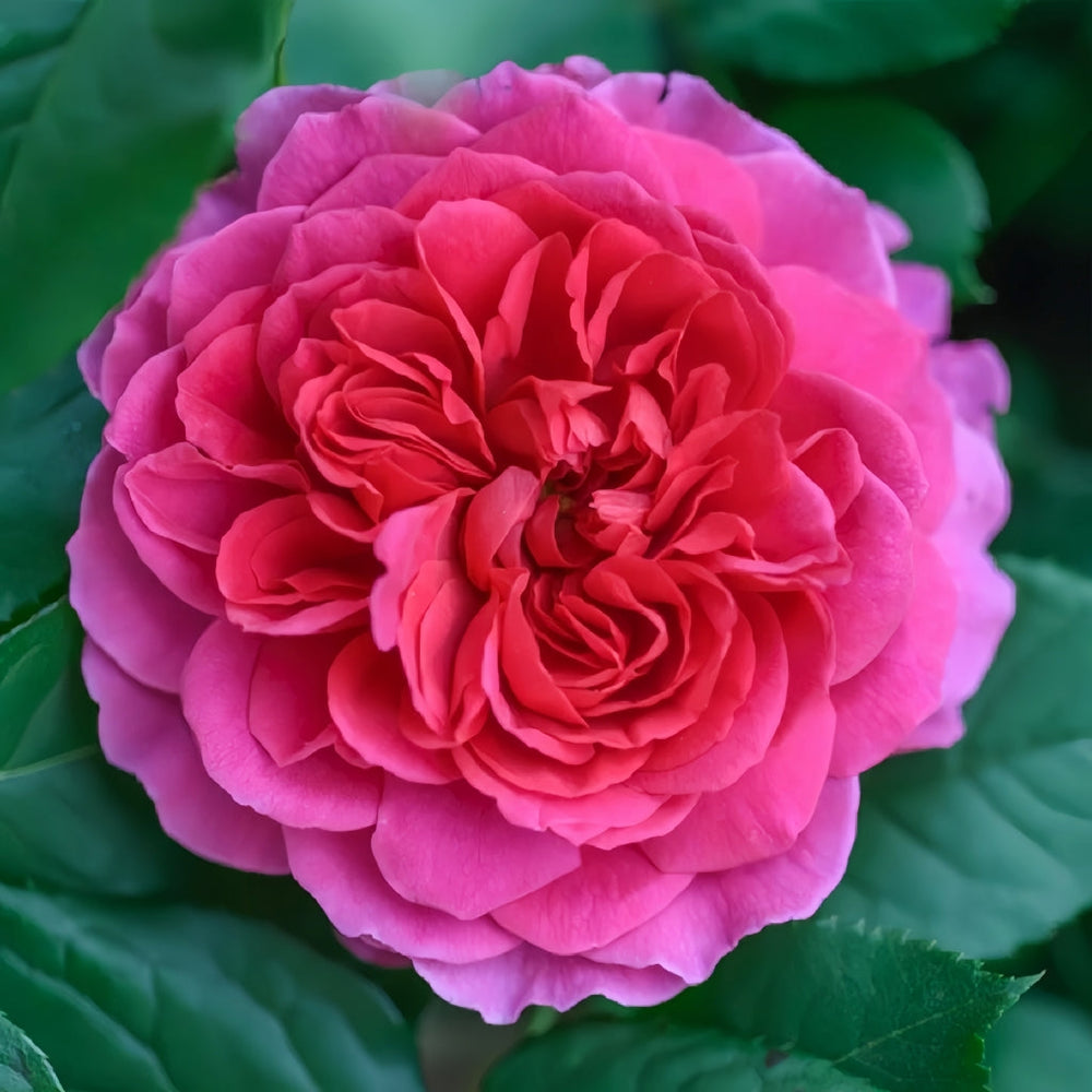 Gabriel Oak Rose