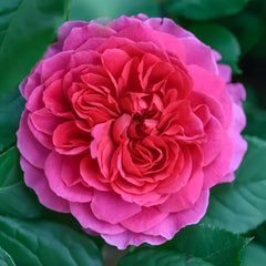 Gabriel Oak Rose