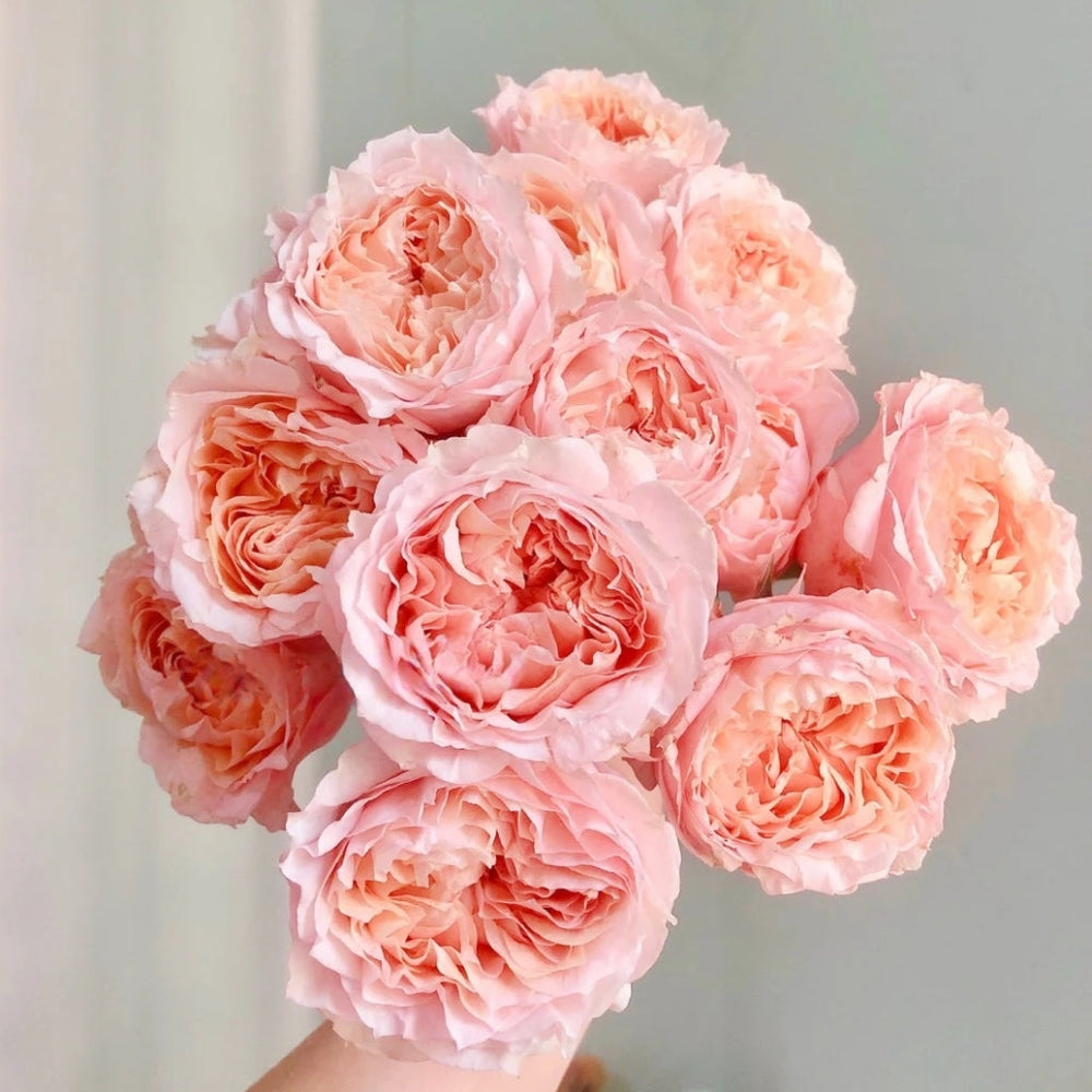 Georgia Peach Rose
