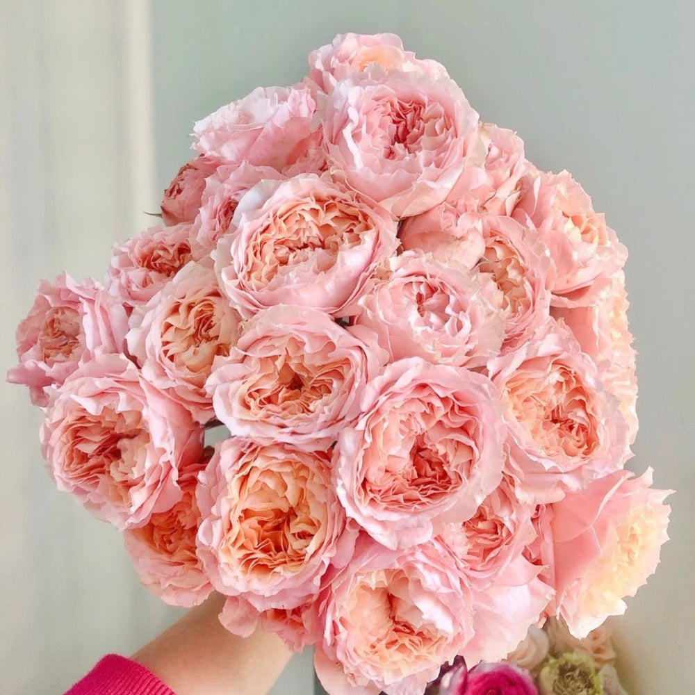 Georgia Peach Rose