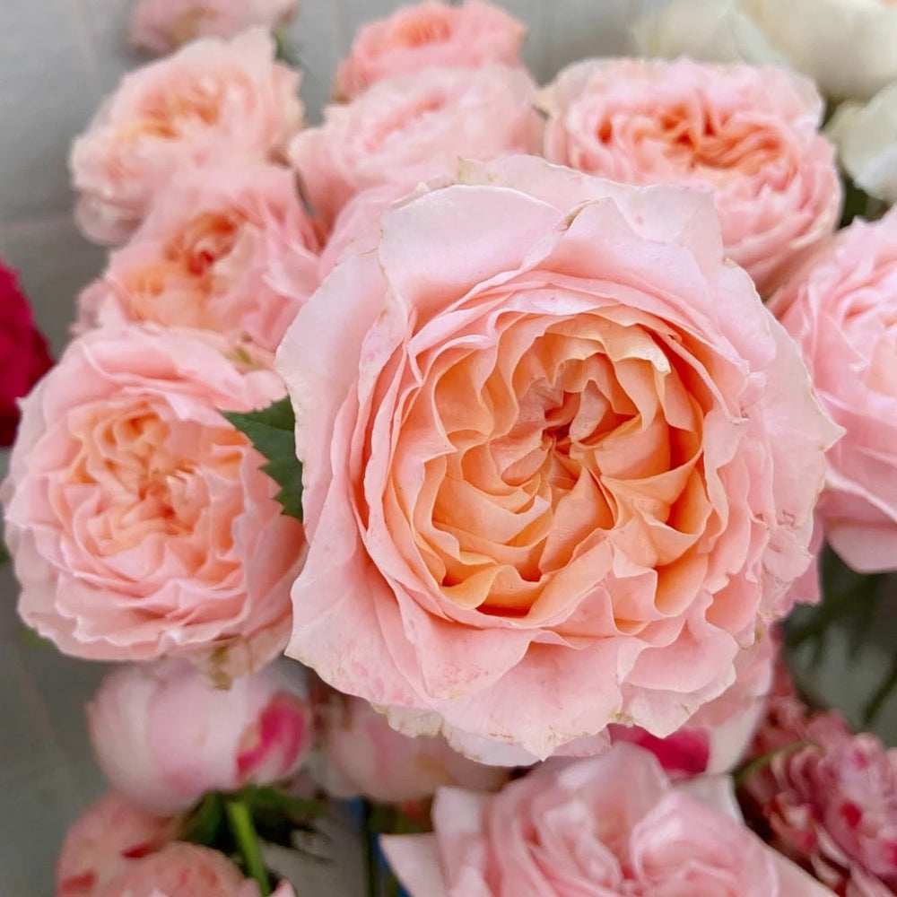 Georgia Peach Rose