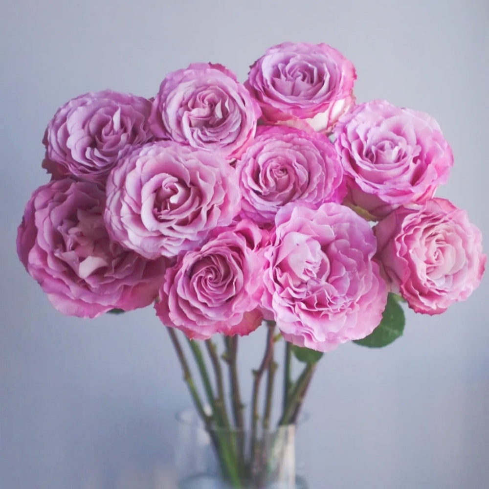 Ginette Rose