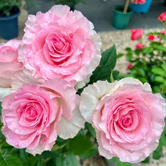 Goddess of the Luo River Rose
