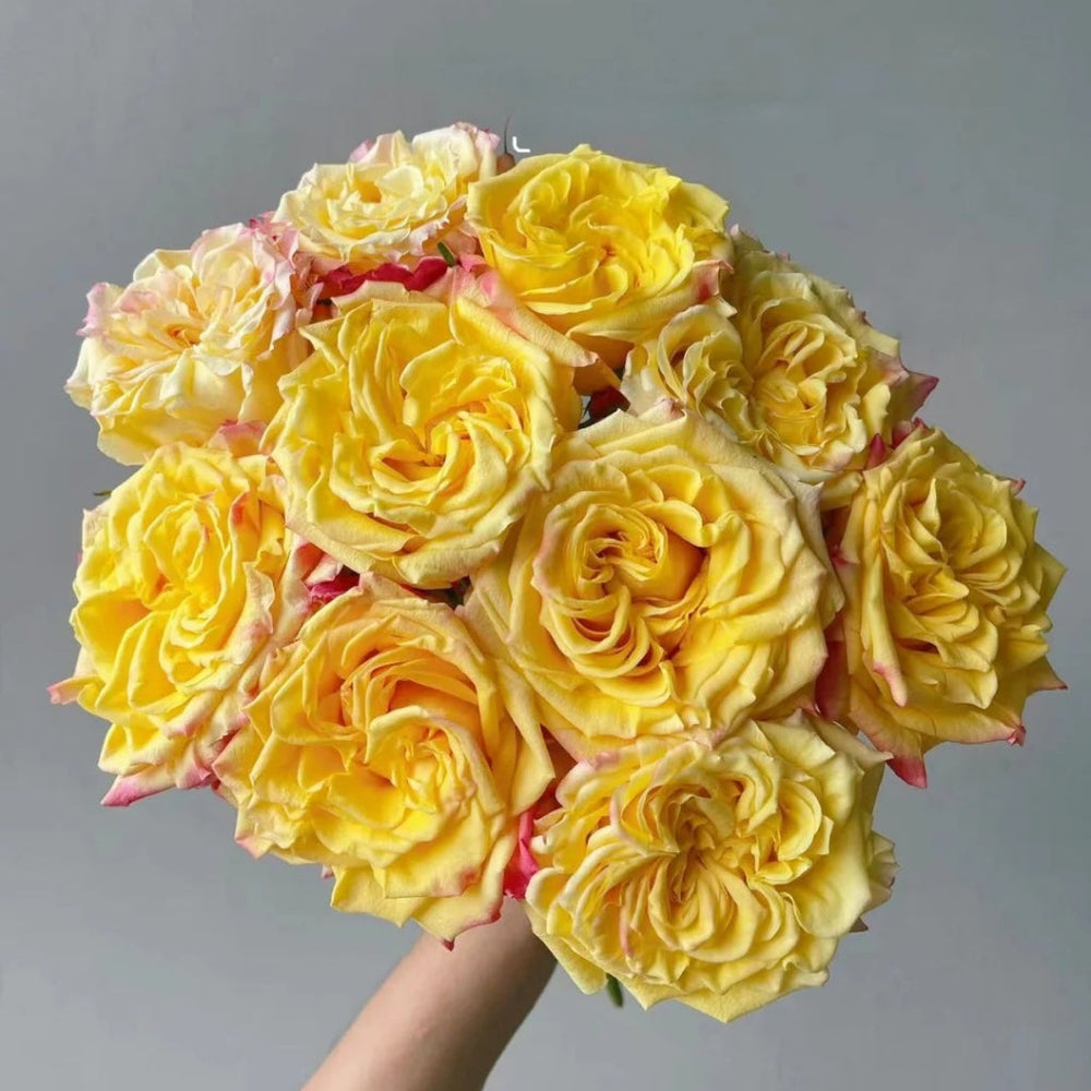 Golden Wave Rose
