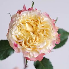 Golden Wave Rose