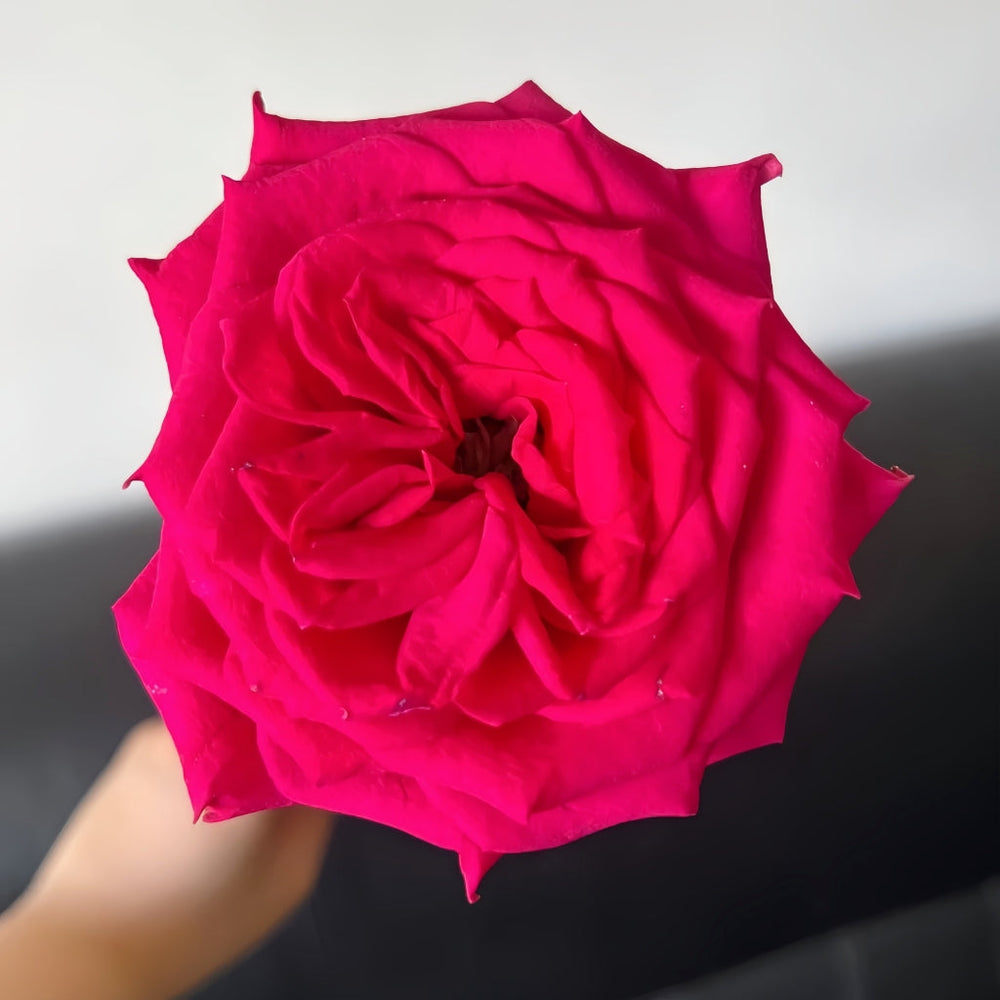 Good Vibes Rose