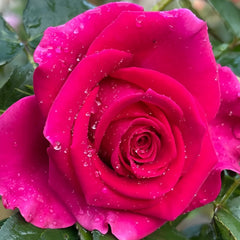 Gotcha Rose