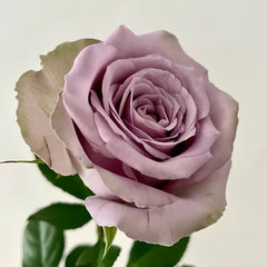 Grey Knight Rose