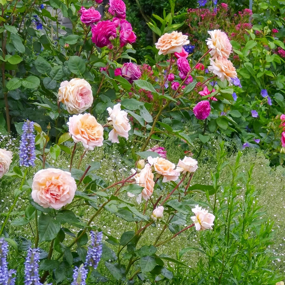 Grossherzogin Luise Rose