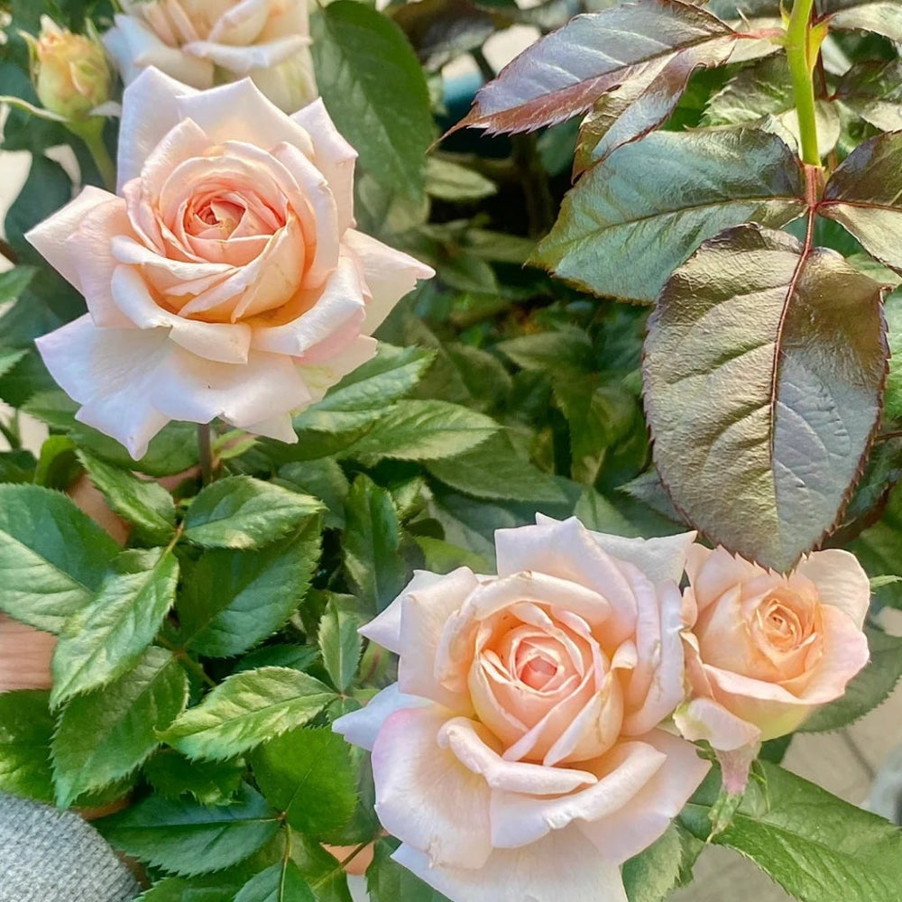 Grossherzogin Luise Rose
