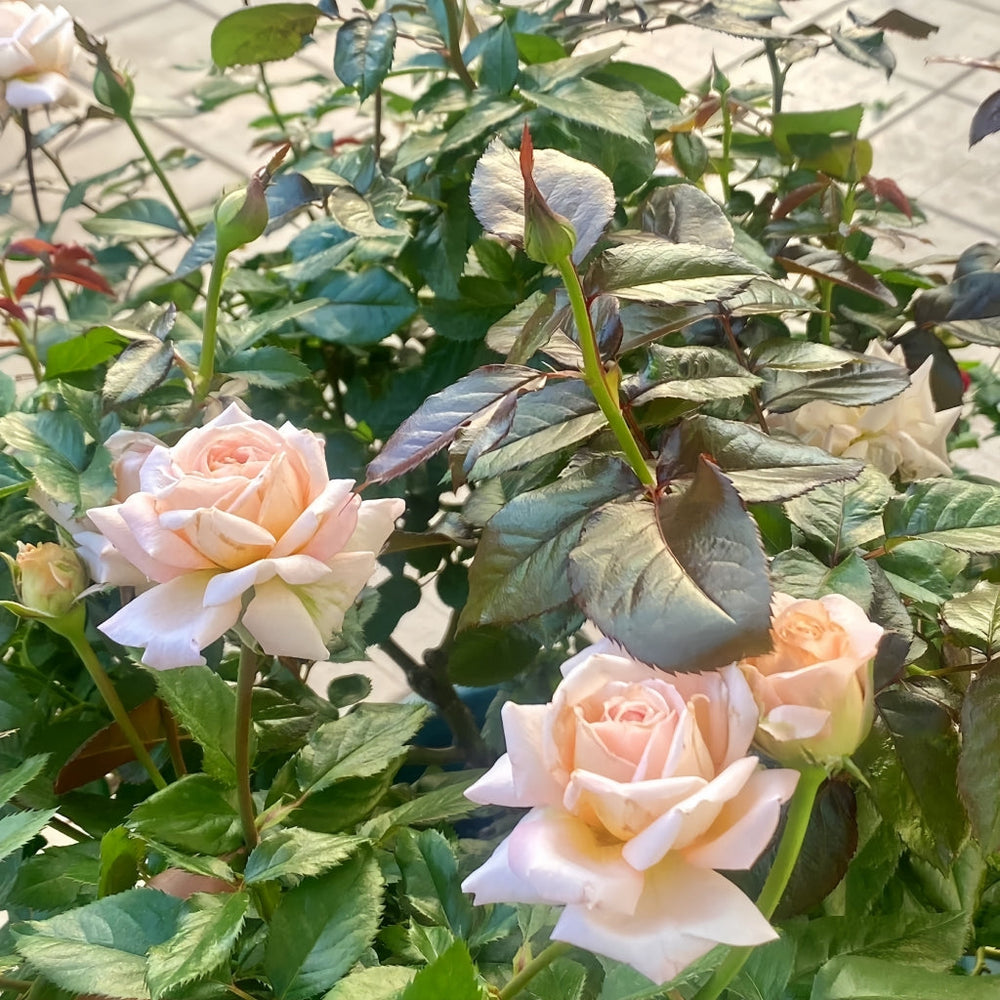 Grossherzogin Luise Rose